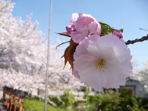 咲き始めの八重桜