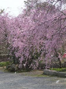風に舞う枝垂れ桜