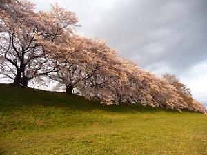 夕方の背割堤の桜