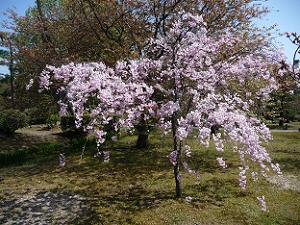 背の低い枝垂れ桜