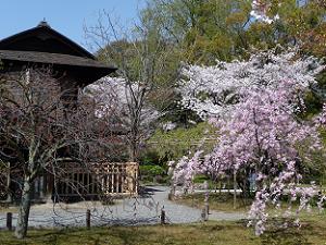 傍花閣の付近の枝垂れ桜