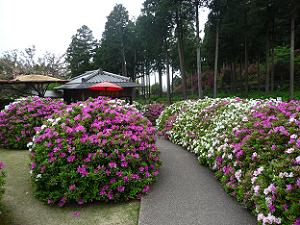 お食事処付近のツツジ