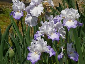 白色と薄紫色の花
