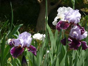 白色と紫色の花