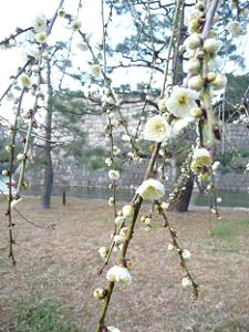 枝垂れ梅の白い花