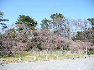 京都御苑の近衛邸跡
