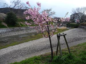 背の低い河津桜