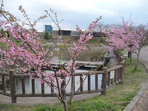 水路の河津桜