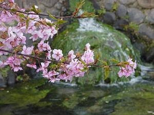 川の流れと桜の花