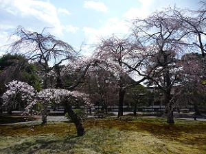 出口付近の枝垂桜