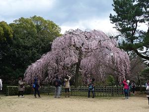 京都御苑内南西の枝垂桜