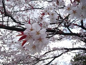 山桜のアップ