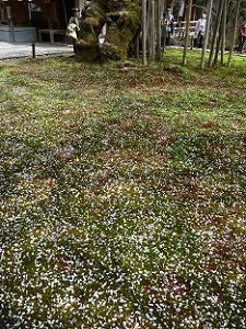 苔のじゅうたんに落ちた無数の桜
