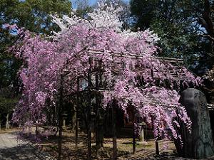 本殿脇の枝垂れ桜