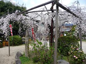 長建寺の糸桜