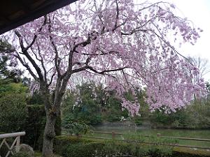 池のほとりの紅枝垂れ桜