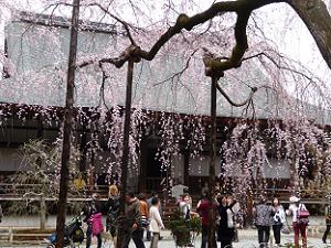 雨が降っているような枝垂れ桜