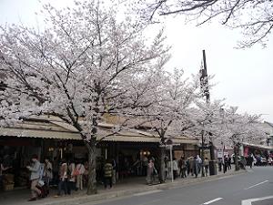 天龍寺付近の桜