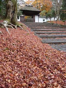 安楽寺の敷き紅葉