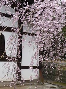 枝垂れ桜のアップ