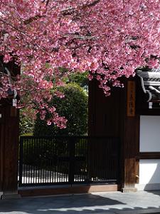 オカメ桜と山門