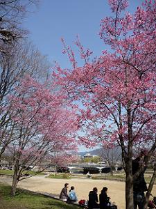鴨川のオカメ桜