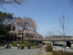 鴨川の枝垂れ桜