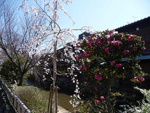 枝垂れ桜と椿