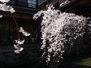 日差しを浴びた枝垂れ桜