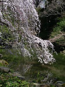 近衛池に垂れ下がる糸桜