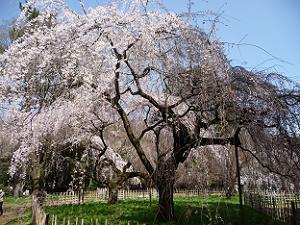 大きな糸桜