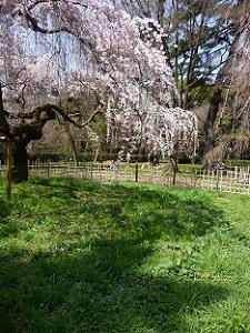 芝生につきそうな糸桜