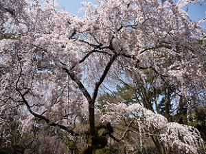 糸桜のシャワー