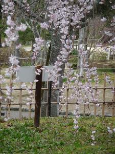 枝垂れ桜のアップ