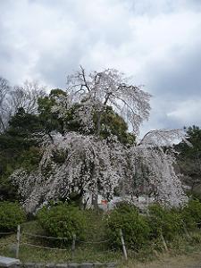 細めの枝垂れ桜