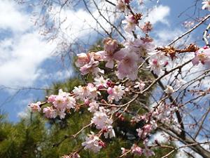 御会式桜と空