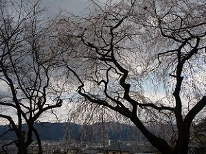 枝垂れ桜の傘の下