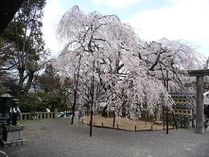 満開の大石桜