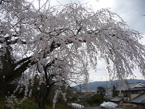 参道脇の枝垂れ桜