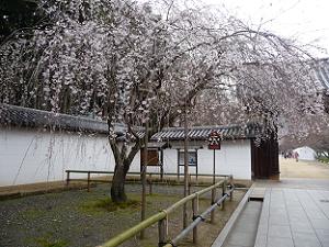 総門の枝垂れ桜