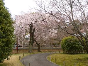 霊宝館外周の枝垂れ桜