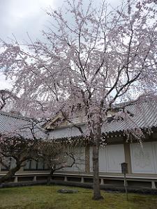 霊宝館入口付近の枝垂れ桜