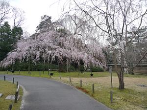 通路奥の枝垂れ桜