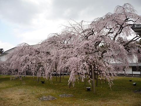 大きな枝垂れ桜