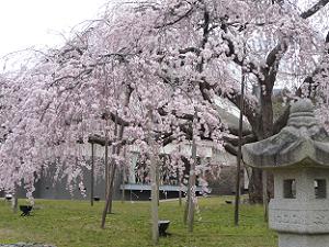 燈籠と枝垂れ桜