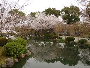 山桜と池