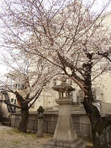 鳥居近くの桜