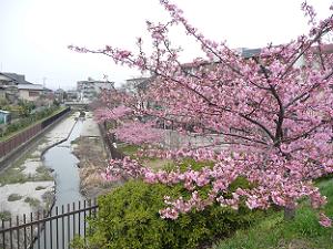 バス停付近の河津桜