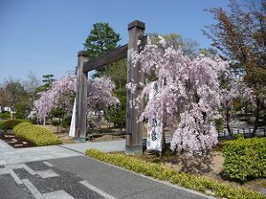 入口付近の八重紅枝垂れ桜