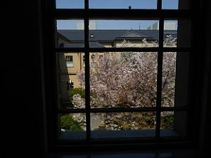 窓から見た容保桜